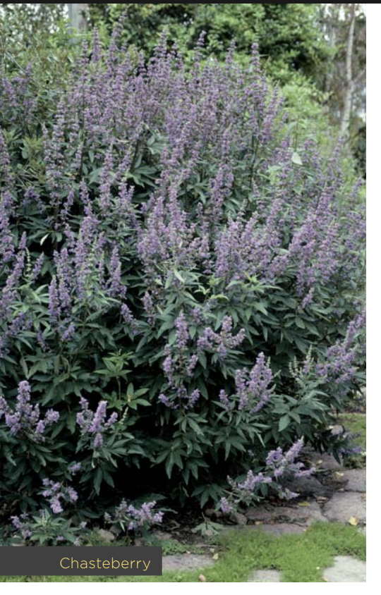  personality of Herbs